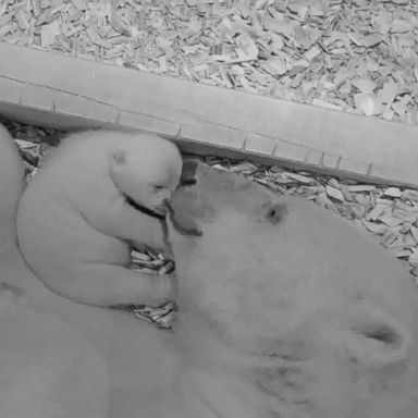 VIDEO: The Berlin Zoo released footage of the tender moment between Tonja and her cub.