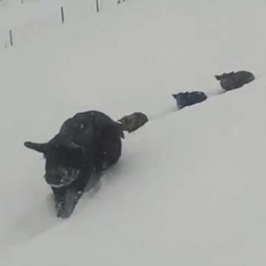 VIDEO: The parents and five piglets made their way through deep piles of snow at a farm in Austria.