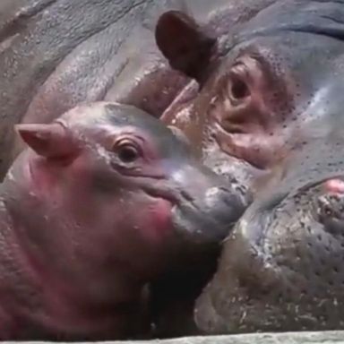 VIDEO: A zoo in India welcomed a baby hippo in healthy condition. The calf was playful with its protective mother, named Dimpy, who hasn't allowed zookeepers to get close enough to determine if the baby hippo is male or female.