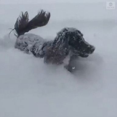 VIDEO: The dog's owner had to help him escape from a large pile of snow in Davos, Switzerland.