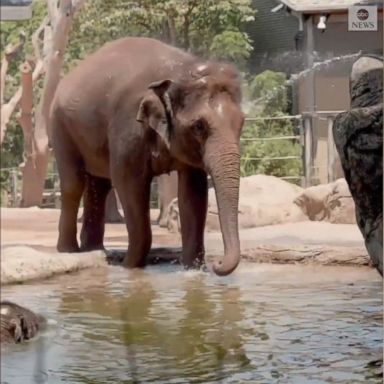 Visitors at the zoo were able to see animals jumping in water and giraffes drinking from hoses.