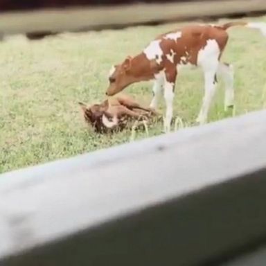 VIDEO: Polly the calf and Tilly the dog have an unusual bond on a dairy farm in Tasmania, where they spend their days chasing each other around the yard.