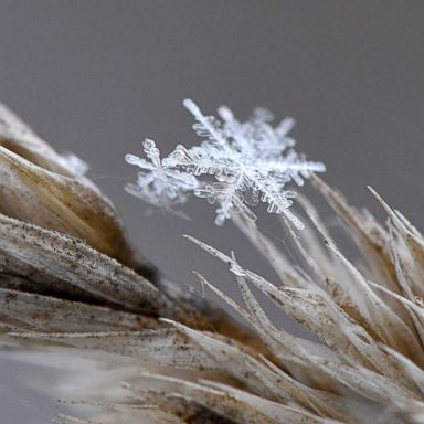 VIDEO: Ice crystals, the Australian Open and Venezuelan clashes: World in Photos, Jan. 25