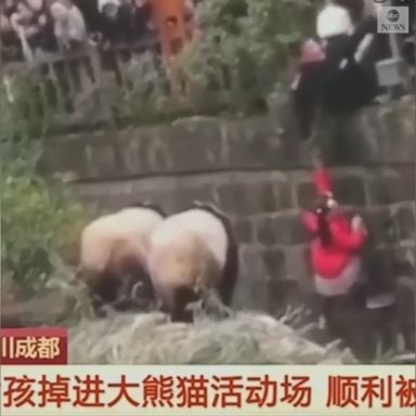 VIDEO: Security guards rescued a young girl who fell into the panda enclosure at a zoo in southwest China over the weekend.