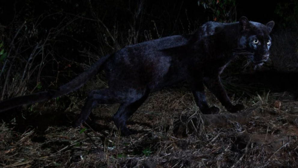 Rare black leopard caught on camera for first time in 100 years - ABC News