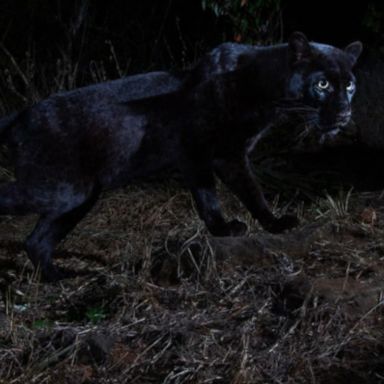 VIDEO: The photographer achieved a childhood dream of getting to see a black leopard in the wild.