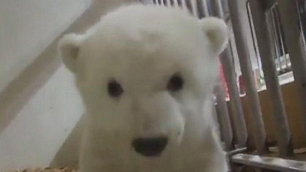 baby polar bear gif