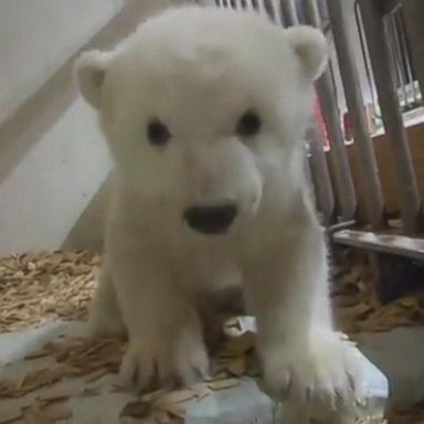 VIDEO: Berlin Zoo's adorable 11-week-old polar bear cub gets her first checkup by veterinarians, who say she's "a perky, strong girl."