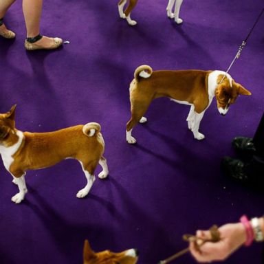 VIDEO: Westminster dogs, Northern Lights and the Year of the Pig: World in Photos, Feb. 15