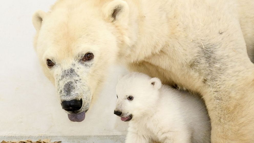 Video Polar bear cub, the royals in Morocco and Kim Jong-un: World in ...