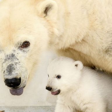 VIDEO: Polar bear cub, the royals in Morocco and Kim Jong-un: World in Photos, Feb.26