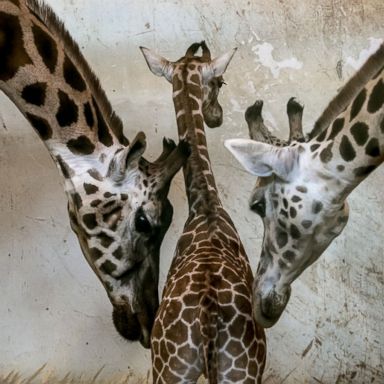 VIDEO: Newborn giraffe, Cohen on Capitol Hill, election celebrations: World in Photos