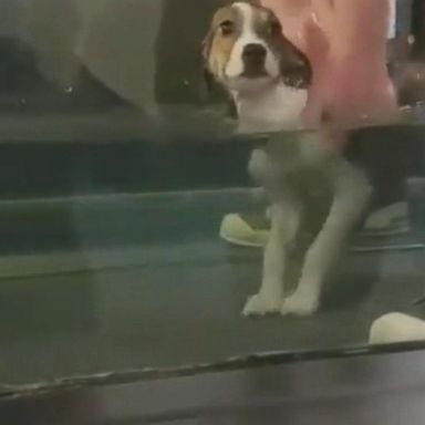 VIDEO: A dog born without the use of its legs learns to walk in a hydrotherapy pool.