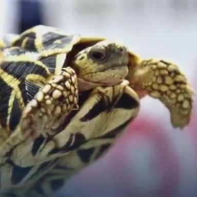 VIDEO: Over 1,500 exotic turtles and tortoises that were being smuggled into the Philippines' main airport were intercepted by authorities on Sunday, Philippine customs said.