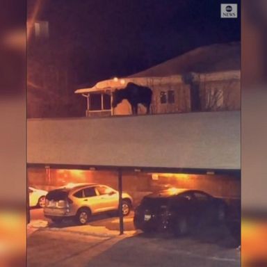 VIDEO: Moose stomps on carport roof