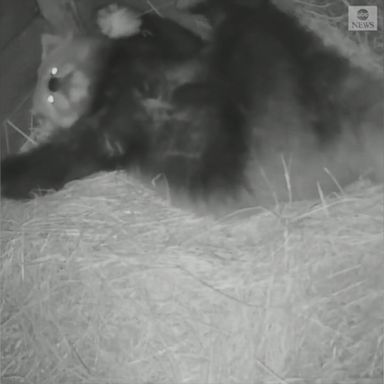 VIDEO: Tilly, a red panda at a zoo in England, takes her time getting cozy before bedtime.