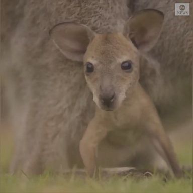 VIDEO: A baby kangaroo poked his head out of his mom's pouch at a wildlife park in New South Wales and took in his surroundings.