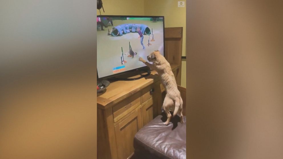 Dog thrilled to watch a dog show Video ABC News