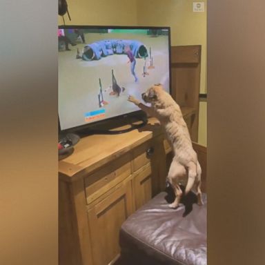 VIDEO: This pup couldn't contain her excitement while watching the broadcast of Crufts, an international dog event in the U.K.