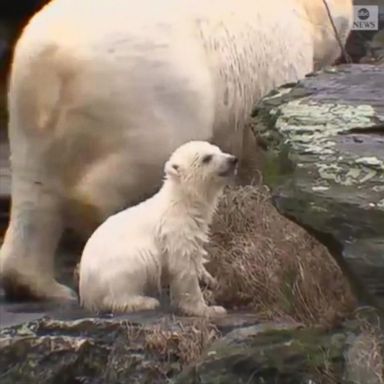 VIDEO: A polar bear at a Berlin park showed off her cub for the first time, taking her out of their cave and into the outdoor enclosure, as they went out for a walk and swim together. 