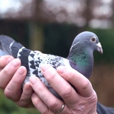 VIDEO: Armando has been called the Lewis Hamilton of pigeon racing.