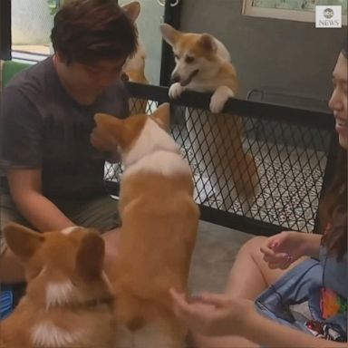 VIDEO: This corgi cafe in Bangkok lets customers play with a dozen adorable pups.