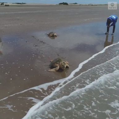 VIDEO: Two turtles returned home after spending time in a rehabilitation center in Argentina.