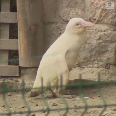 VIDEO: The zoo's director says the penguin's color would make it a target in the wild or cause a flock to reject it.