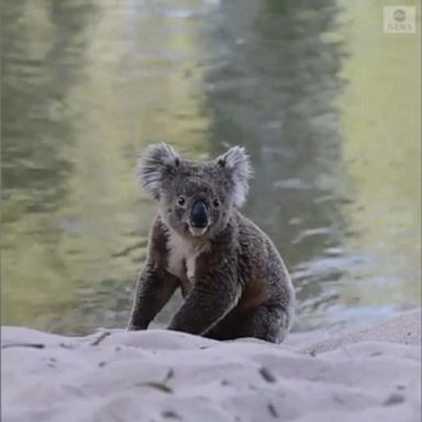 A koala bear relaxes by the river in Australia, cooling off after an extremely hot day.