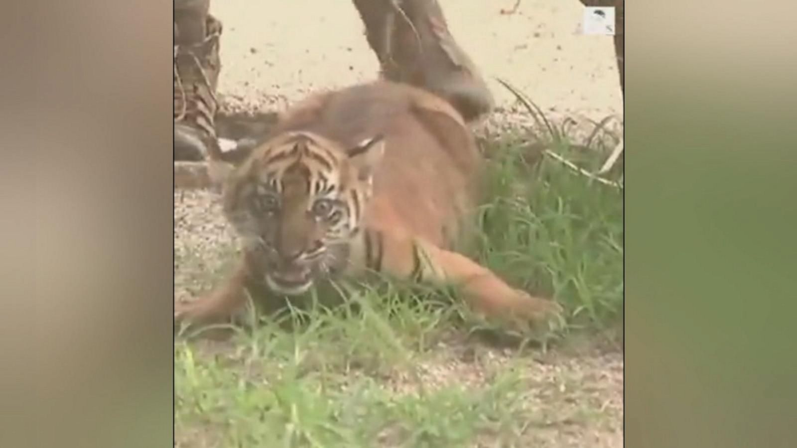 10-week-old rare Sumatran tiger cubs make first public appearance ...