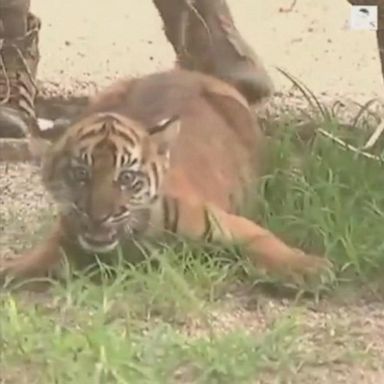 Three critically endangered Sumatran tiger cubs meet the public for the first time at Sydney's Taronga Zoo.