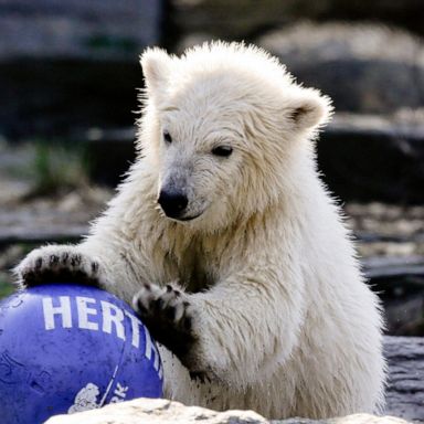 VIDEO: Polar bear cub, basketball and Brexit: World in Photos