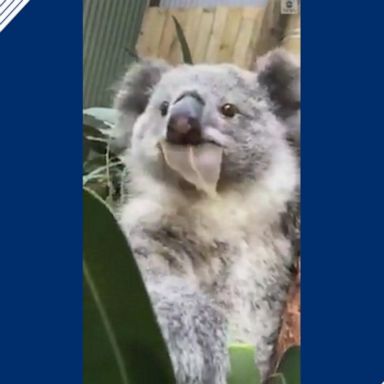 Ellie the koala enjoys feasting on eucalyptus leaves at a wildlife park in New South Wales.