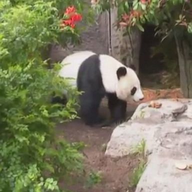 The San Diego Zoo is preparing its goodbyes to two giant pandas in a three-week farewell event before they head back to China in late April.