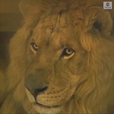 Two lions were transported from a zoo in Gaza, where some animals have died of starvation and lack of care, to a sanctuary in South Africa.