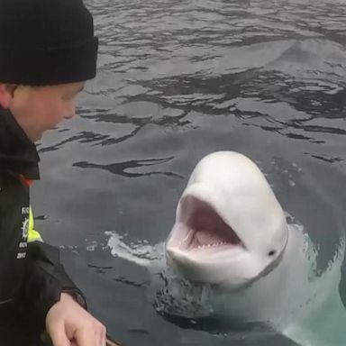 VIDEO: Mystery surrounds Beluga whale with Russian-made harness