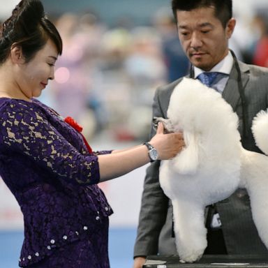 VIDEO: Falcons, World Dog Show in Shanghai and ballet dancers: World in Photos, April 30