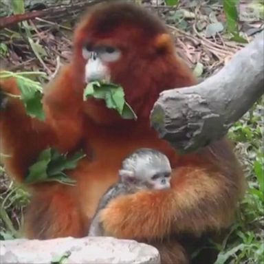 A safari park in China welcomed a newborn Sichuan golden snub-nosed monkey, which is under top-class state protection in the country.