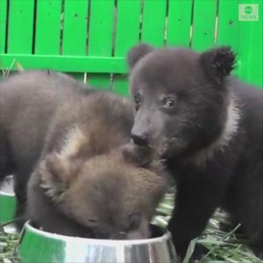 Adorable four-month-old brown bears made their public debut in a park in China's Guangdong Province, joined by another cub born two days after the twins.