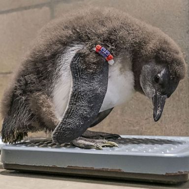 VIDEO: Penguins weigh in, a baby gift for Prince Harry, Victory Day: World in Photos, May 9