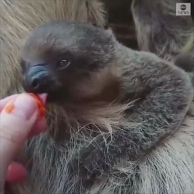 The London Zoo welcomed an adorable two-toed sloth named Elio, who snacked on a steamed carrot. 