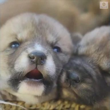 A mother dingo spends some quality time with her adorable newborn pups at the Australian Reptile Park.