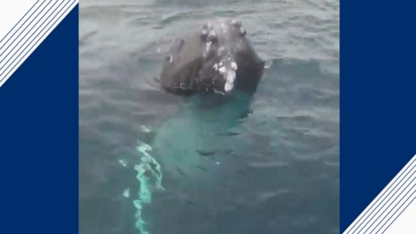 Video Humpback whales pop up out of water to greet watchers - ABC News