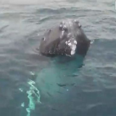 PHOTO: Humpback whales delight watchers as they pop up out of the water to greet them right next to their boat.