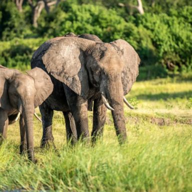 Five years after outlawing elephant hunting, Botswana has backtracked its decision, claiming an increased population has started to impact farmers' livelihoods.