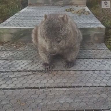 A hiker found his path blocked by a particularly itchy wombat, trying to give itself a good scratch.