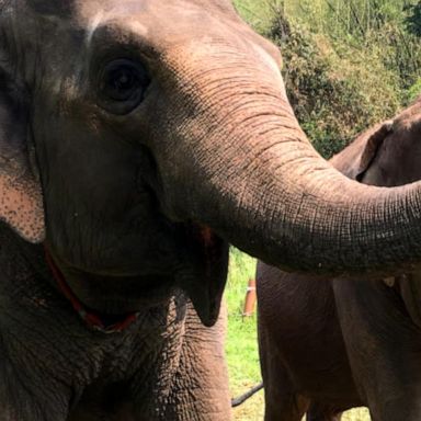 PHOTO: New study shows elephants may use sense of smell over sight