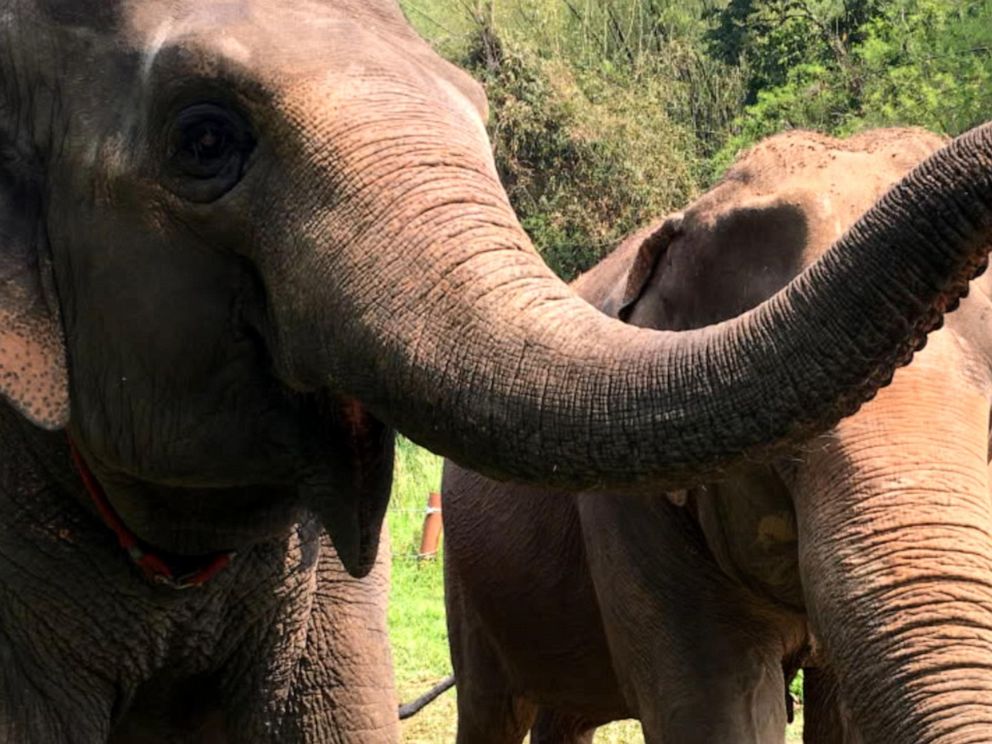 Elephant's big nose wins most sensitive sniffer