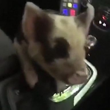 PHOTO: An officer in England rescued a little pig from a busy road, transporting the adorable porker he affectionately named "Oliver" to the RSPCA.