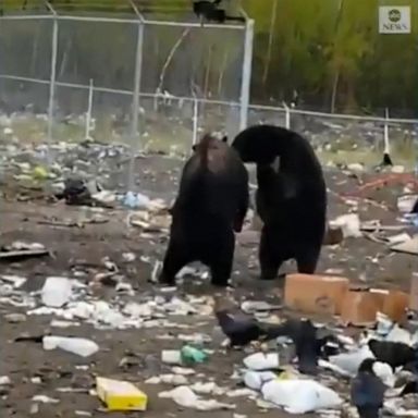 Two black bears got into a heated brawl over some food in a scrap yard in Canada. 